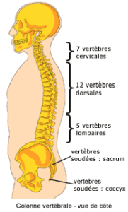colonne-vertebrale1